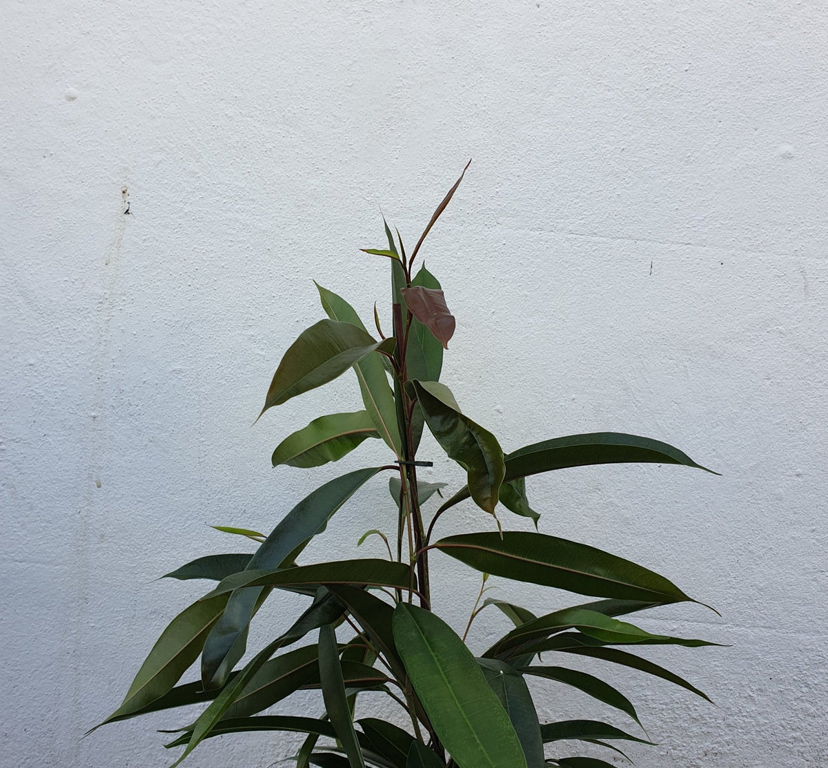 Ficus binnendijkii 'Amstel king' (Long Leaf Fig) - SGP Garden Ltd