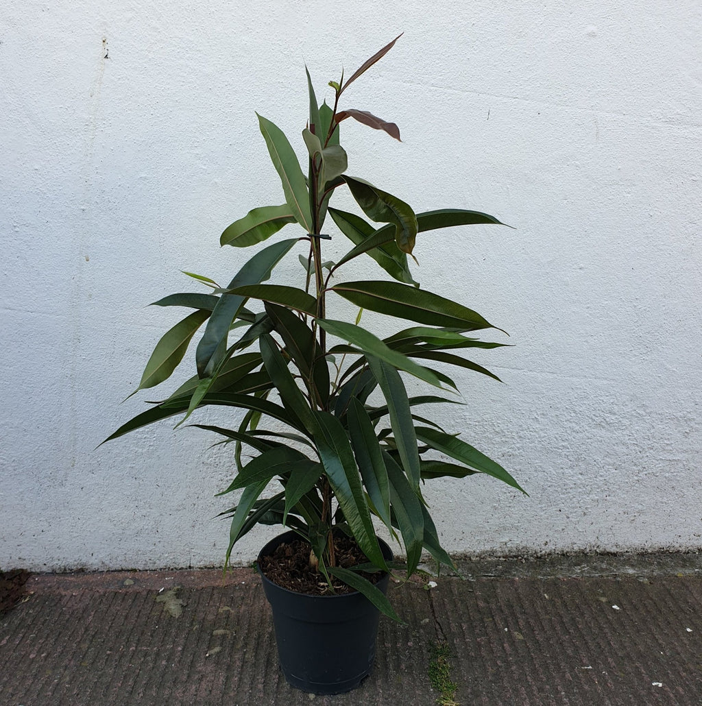 Ficus binnendijkii 'Amstel king' (Long Leaf Fig) - SGP Garden Ltd