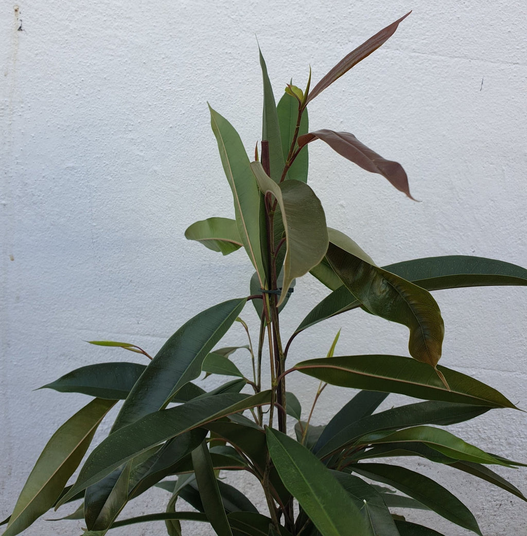 Ficus binnendijkii 'Amstel king' (Long Leaf Fig) - SGP Garden Ltd