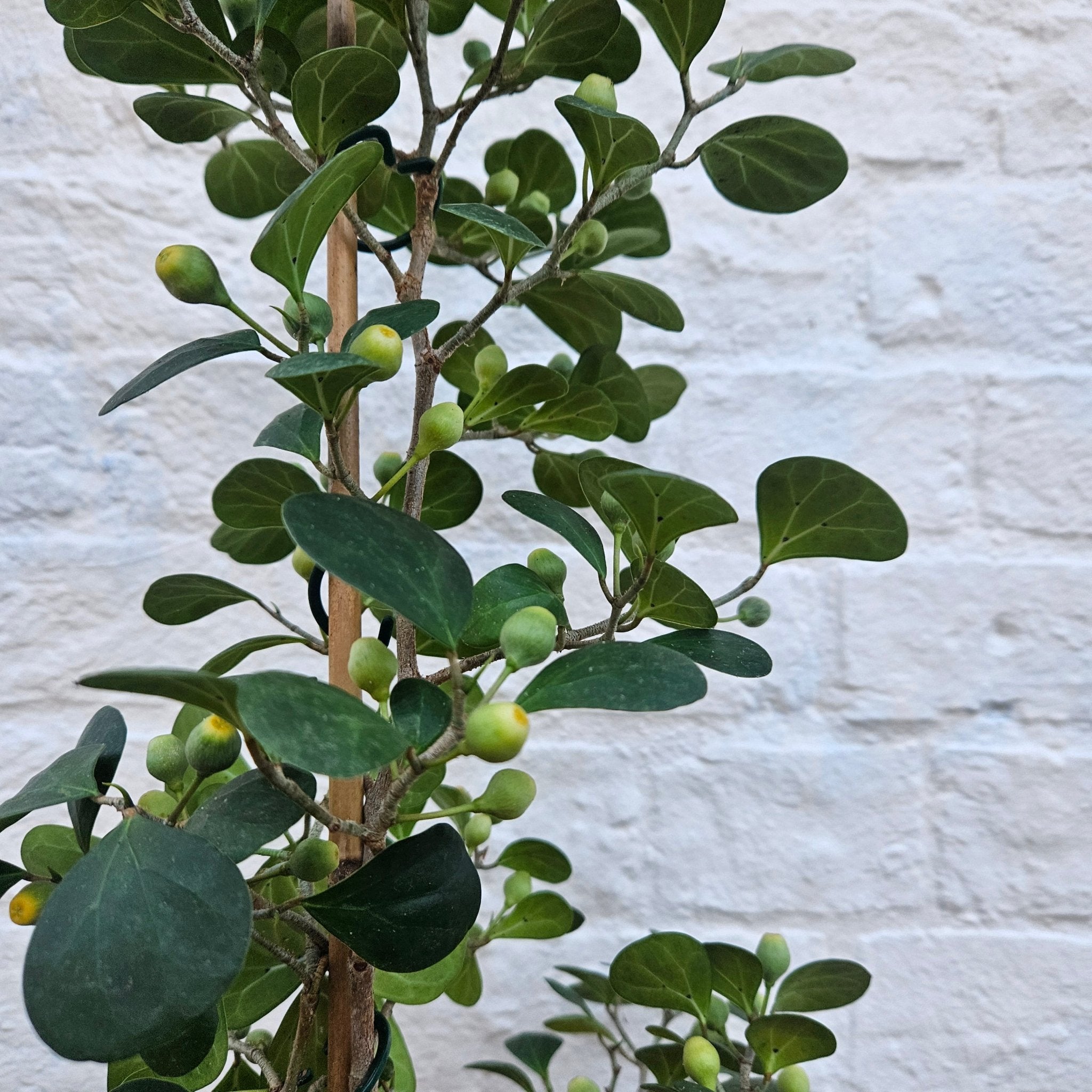Ficus deltoidea (Mistletoe Fig) - SGP Garden Ltd