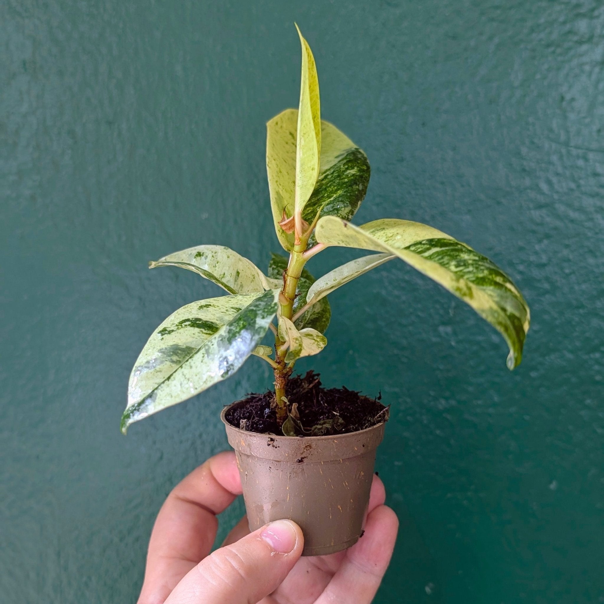 Ficus elastica (Rubber Plant) - SGP Garden Ltd