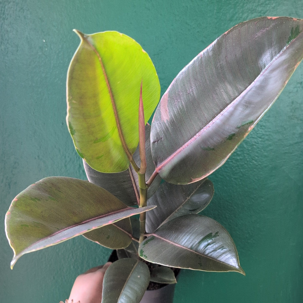 Ficus elastica (Rubber Plant) - SGP Garden Ltd