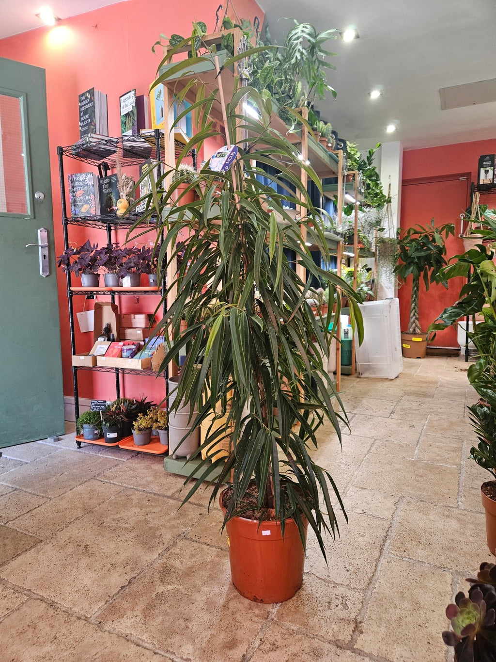 Ficus maclellandii 'Alii' (Narrow leaf fig) - SGP Garden Ltd