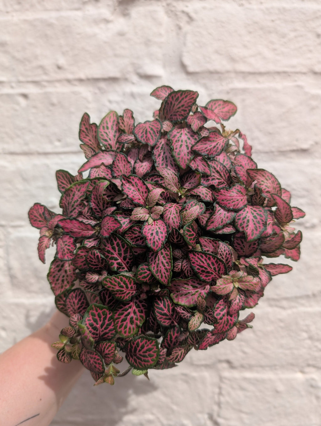 Fittonia (Nerve plant) - SGP Garden Ltd