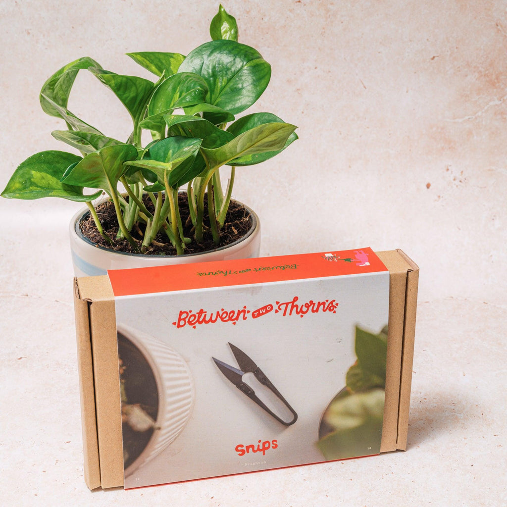 Foliage Pruning Snips - SGP Garden Ltd