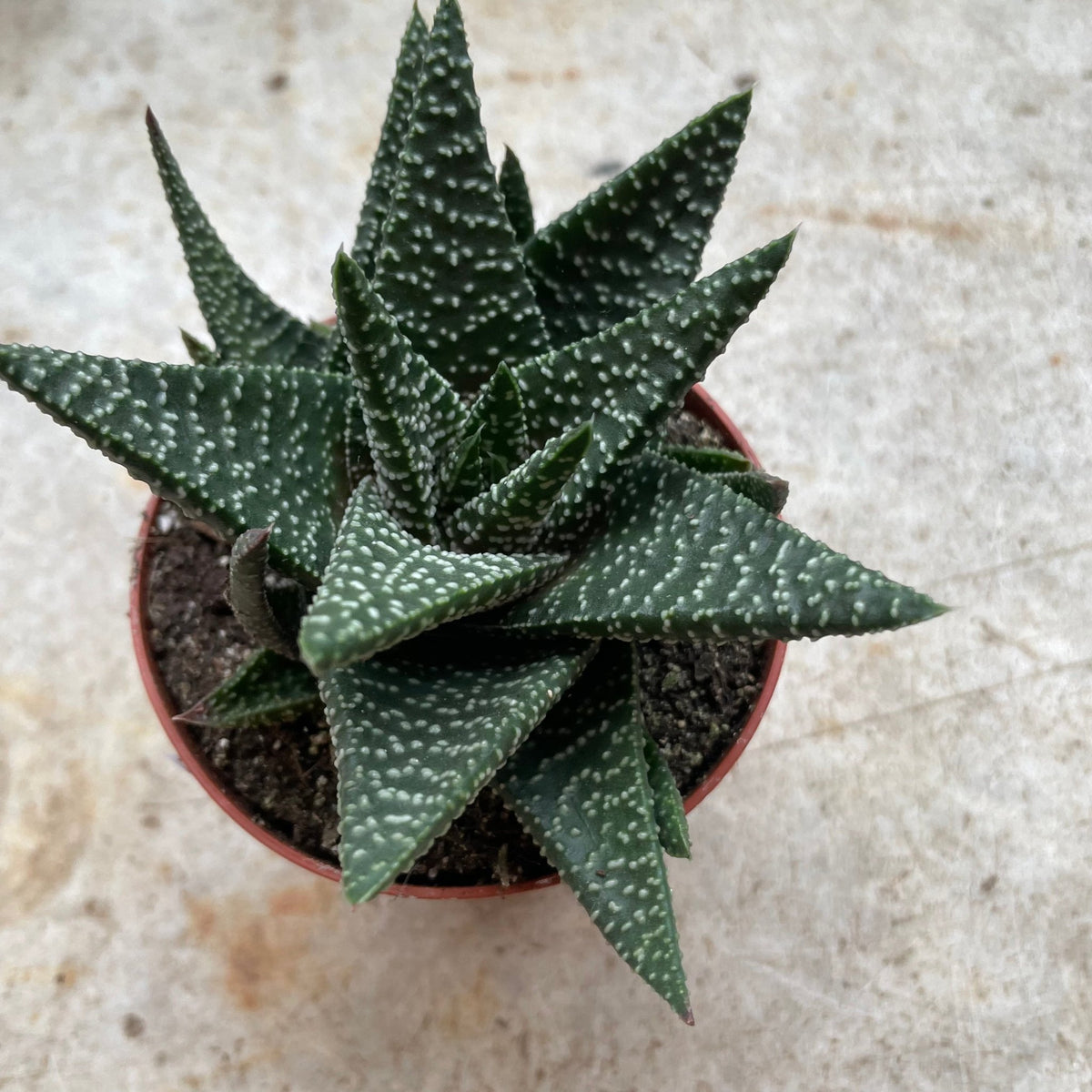 Gasteria 'Royal Highness' - SGP Garden Ltd