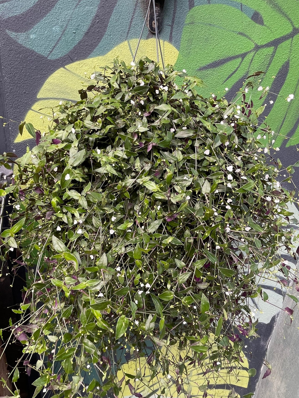 Gibasis pellucida (Tahitian Bridal Veil) - SGP Garden Ltd