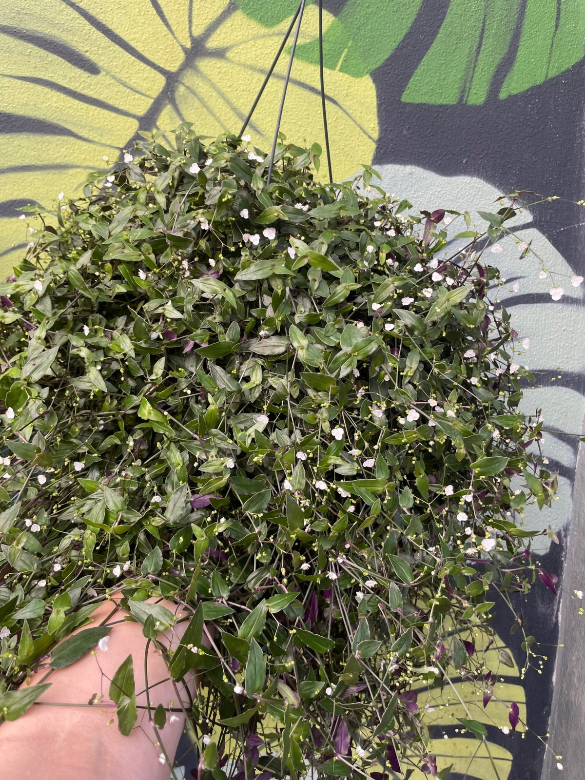 Gibasis pellucida (Tahitian Bridal Veil) - SGP Garden Ltd