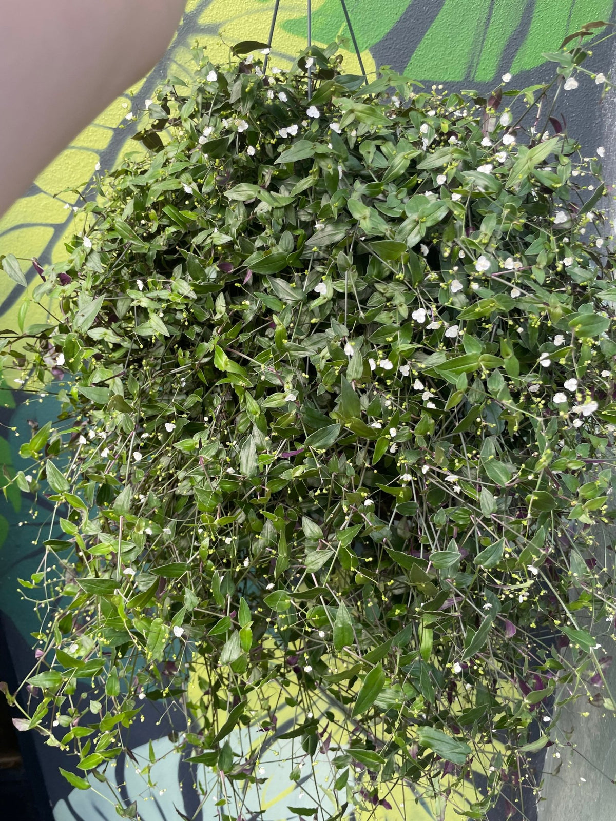 Gibasis pellucida (Tahitian Bridal Veil) - SGP Garden Ltd