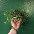 Glass Open Terrarium - SGP Garden Ltd
