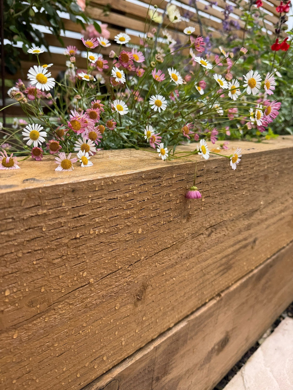 Golden Oak - Royal Exterior Wood Stain - SGP Garden Ltd