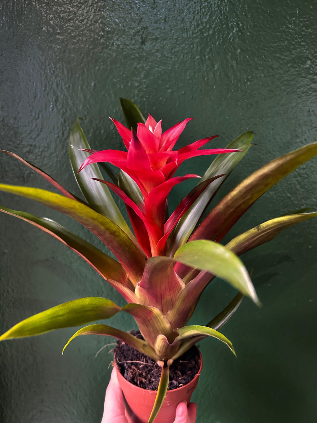 Guzmania 'Libby' (Scarlet Star) - SGP Garden Ltd