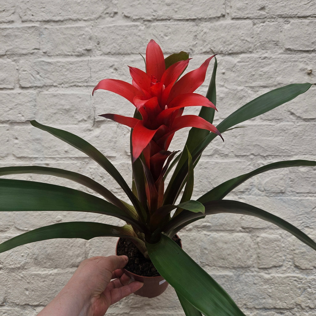 Guzmania 'Rana' - SGP Garden Ltd