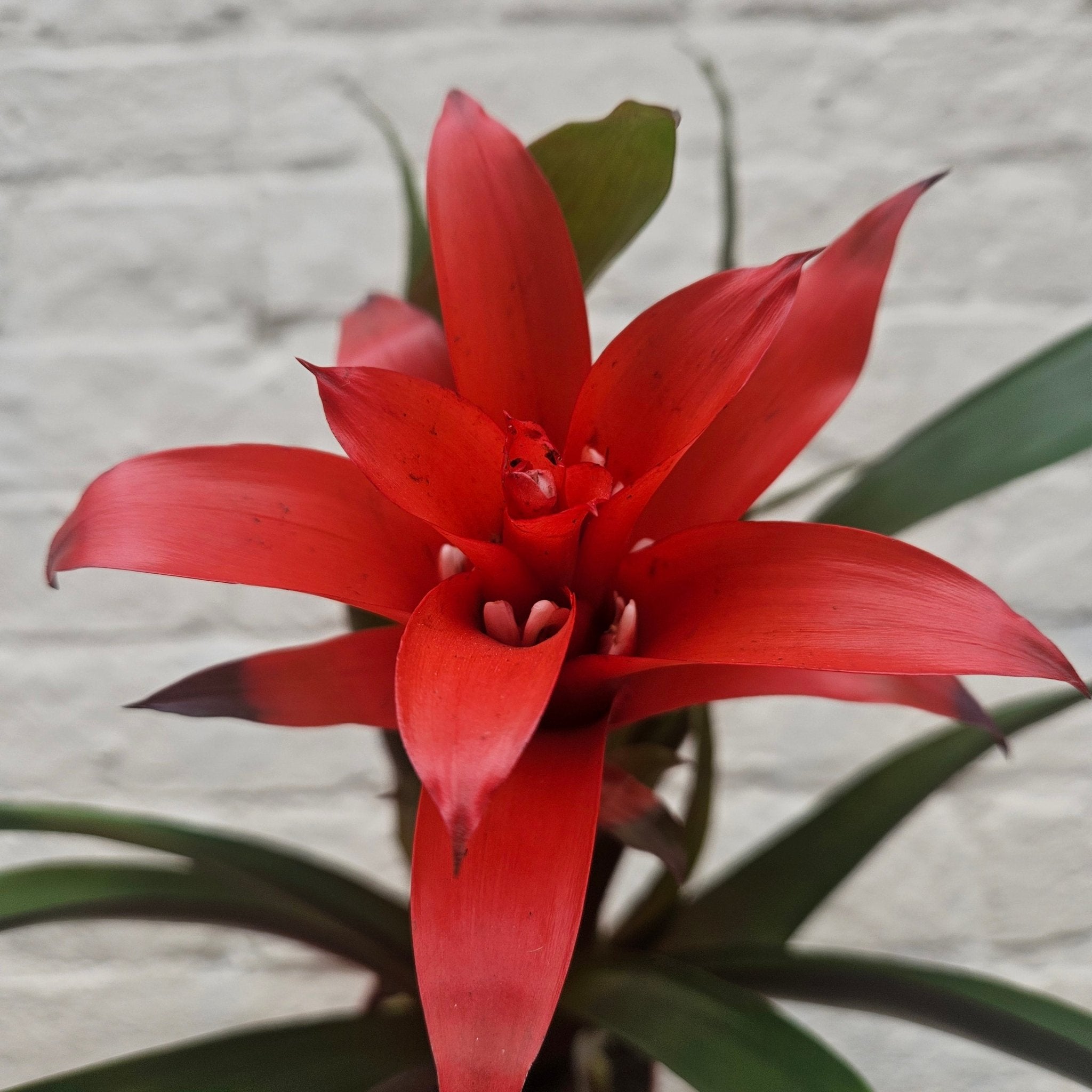 Guzmania 'Rana' - SGP Garden Ltd
