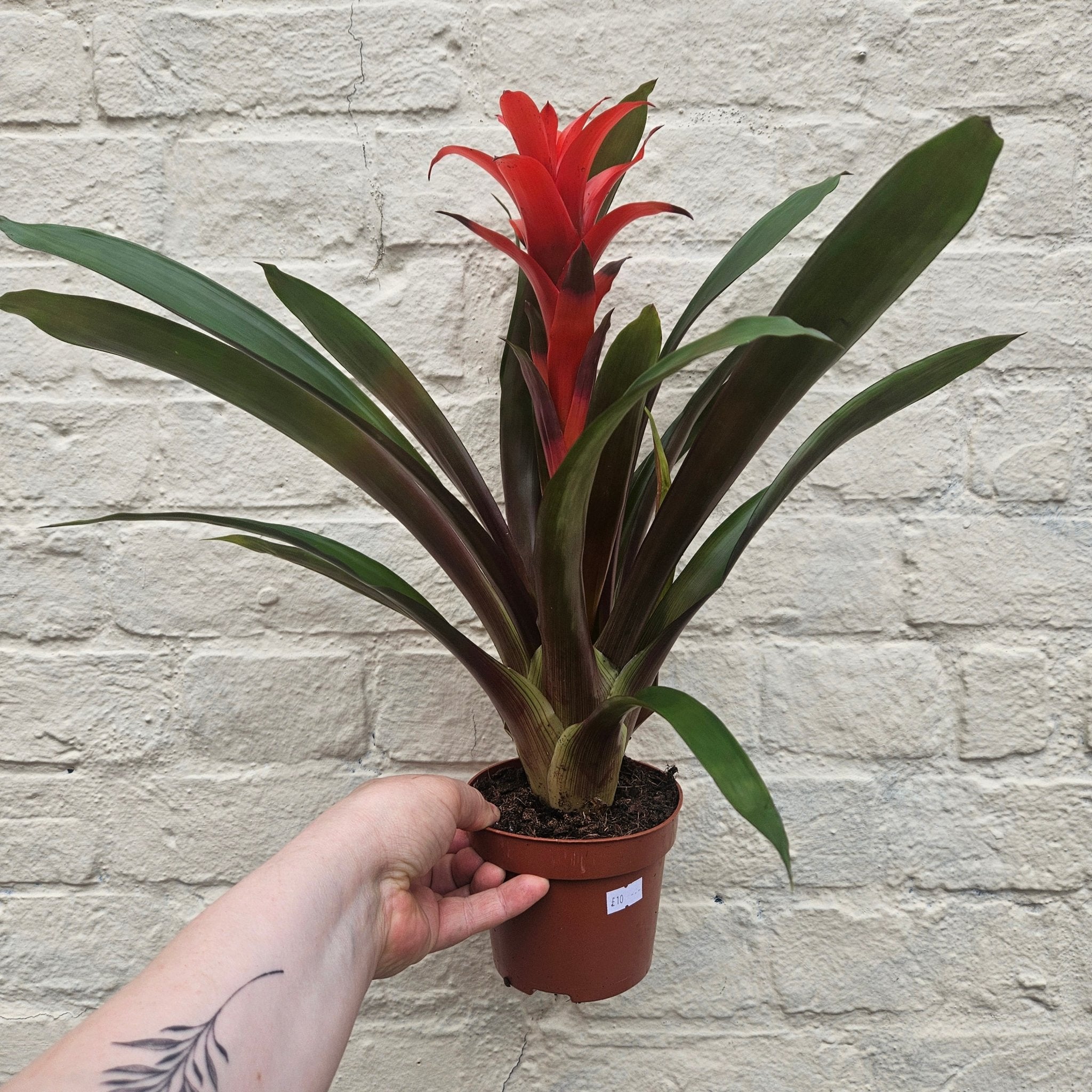 Guzmania 'Rana' - SGP Garden Ltd