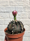 Gymnocalycium friedrichii (Ruby ball) - SGP Garden Ltd