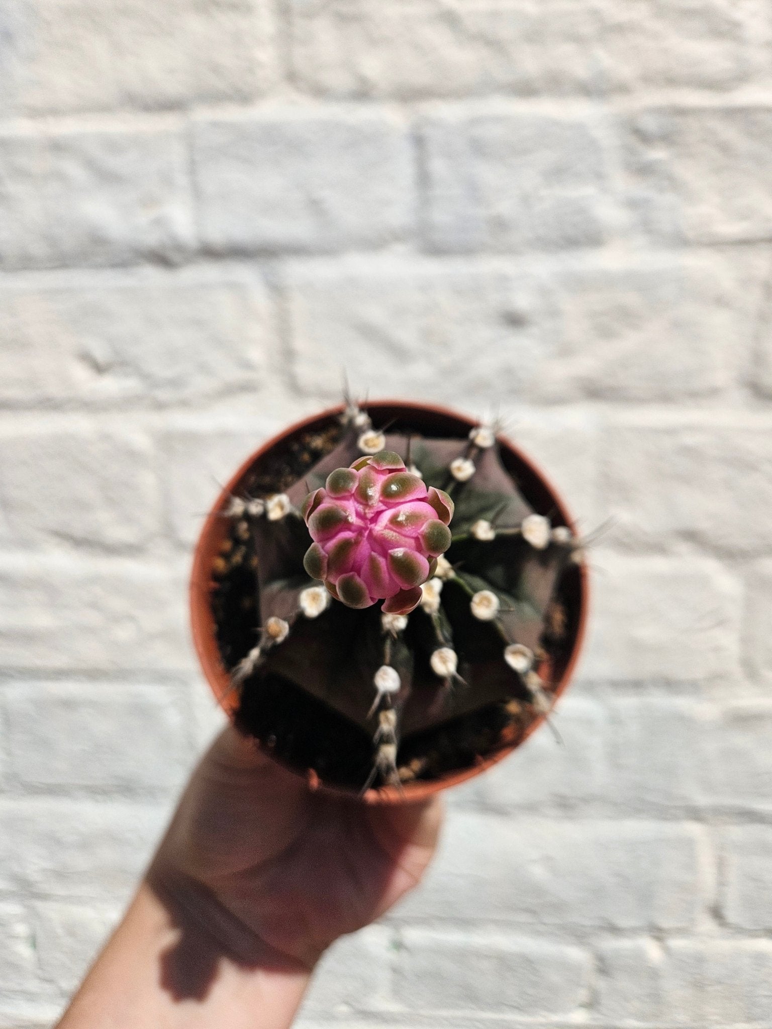 Gymnocalycium friedrichii (Ruby ball) - SGP Garden Ltd