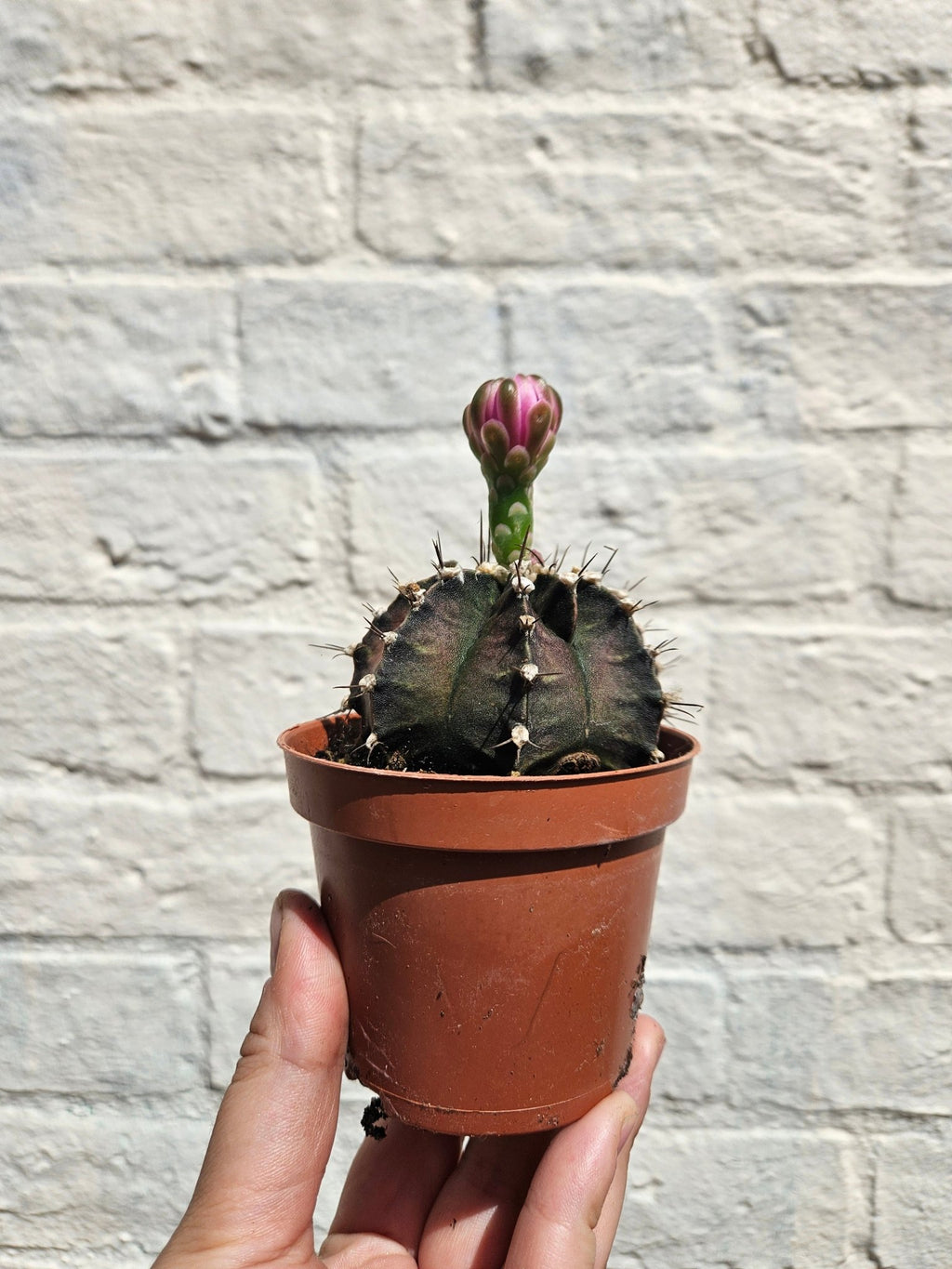 Gymnocalycium friedrichii (Ruby ball) - SGP Garden Ltd