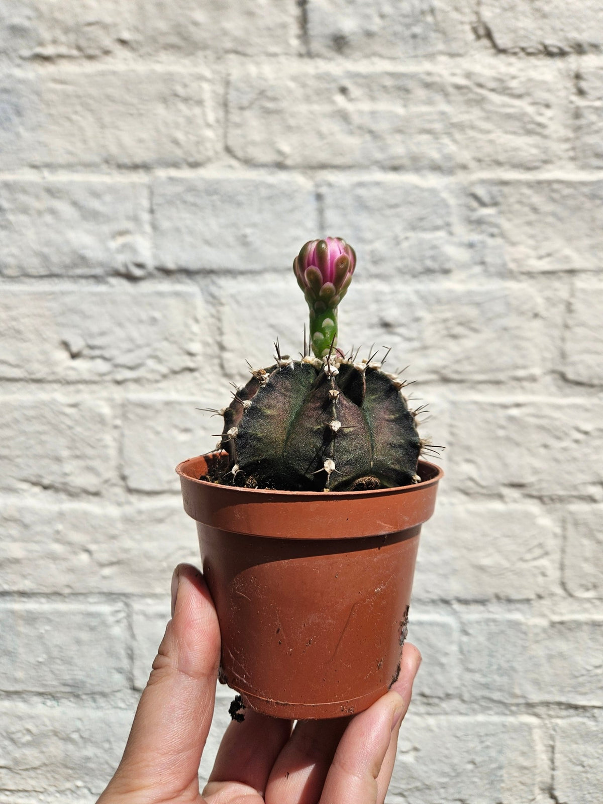Gymnocalycium friedrichii (Ruby ball) - SGP Garden Ltd