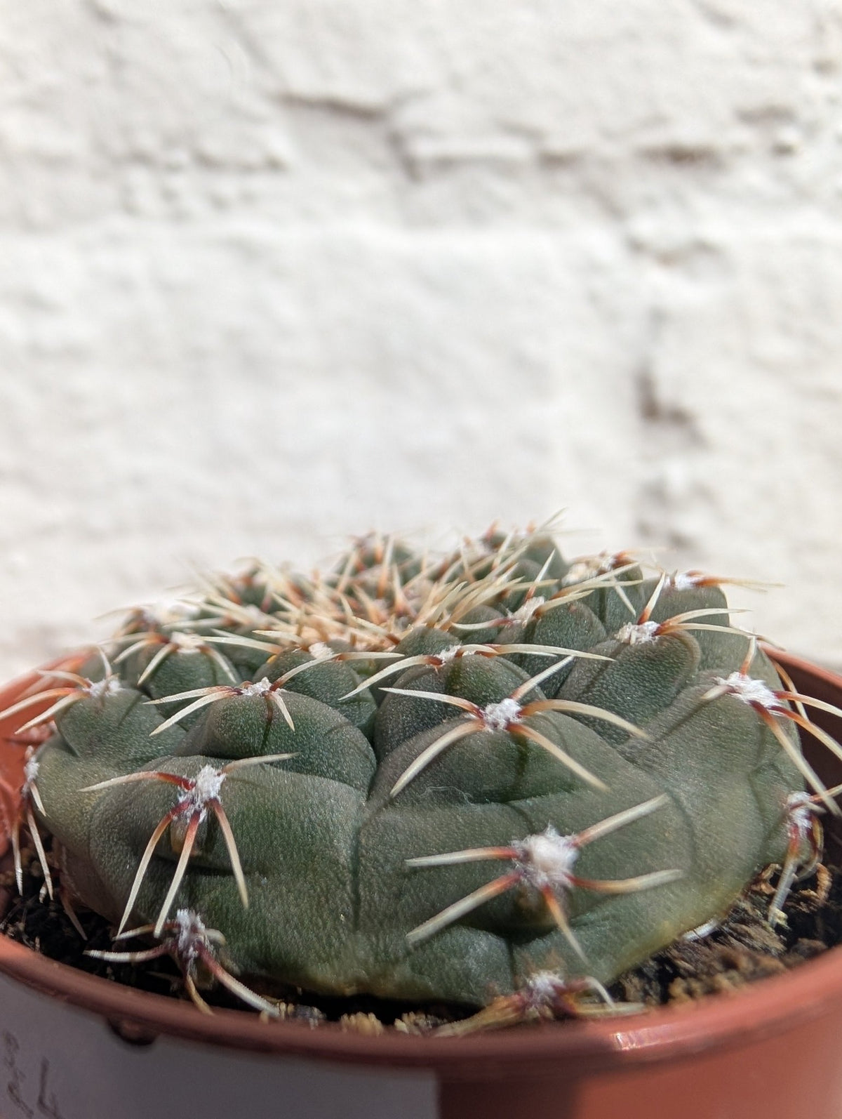 Gymnocalycium quehlianum (Quehla Chin Cactus) - SGP Garden Ltd
