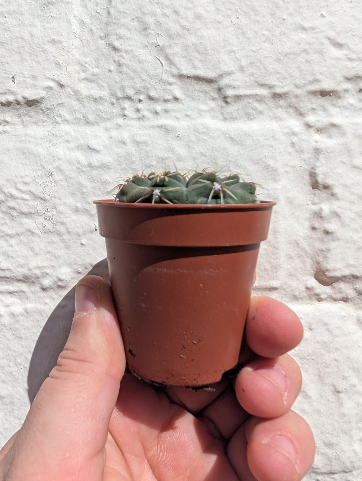 Gymnocalycium quehlianum (Quehla Chin Cactus) - SGP Garden Ltd