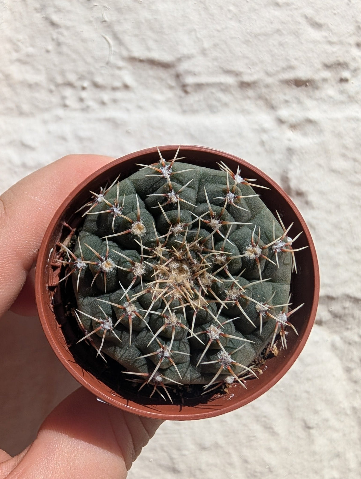Gymnocalycium quehlianum (Quehla Chin Cactus) - SGP Garden Ltd
