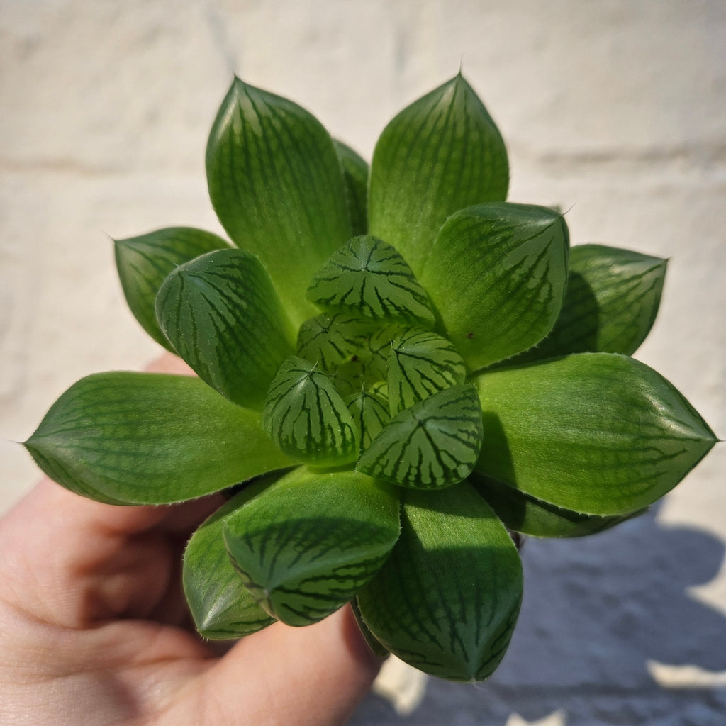 Haworthia cooperi (Window Haworthia) - SGP Garden Ltd