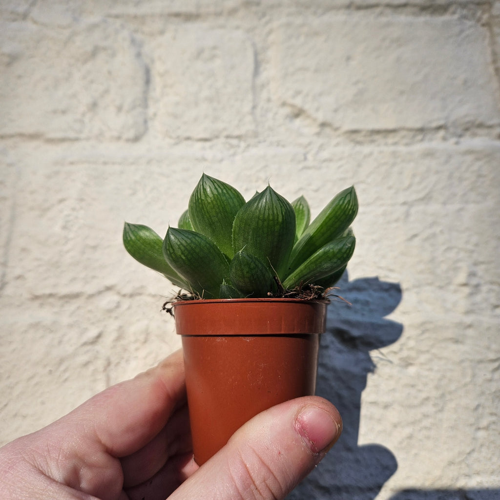 Haworthia cooperi (Window Haworthia) - SGP Garden Ltd