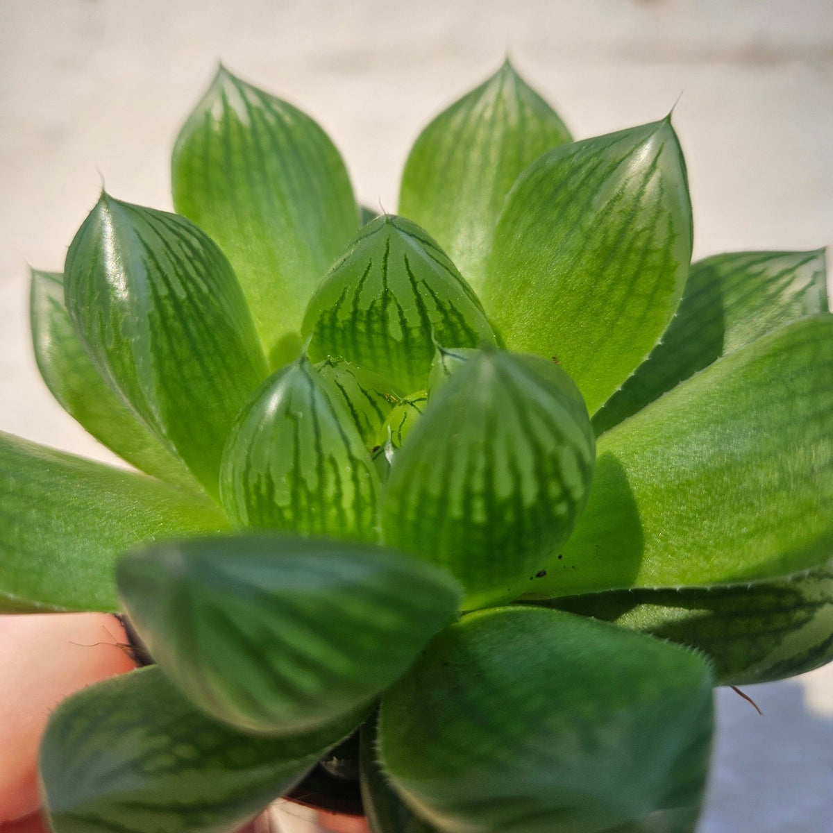 Haworthia cooperi (Window Haworthia) - SGP Garden Ltd