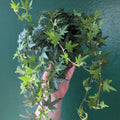 Hedera helix (English Ivy) - SGP Garden Ltd