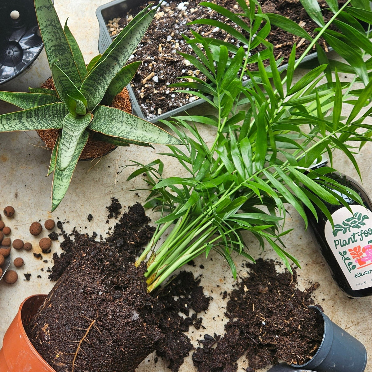 House Call - At Home Repotting Service - SGP Garden Ltd