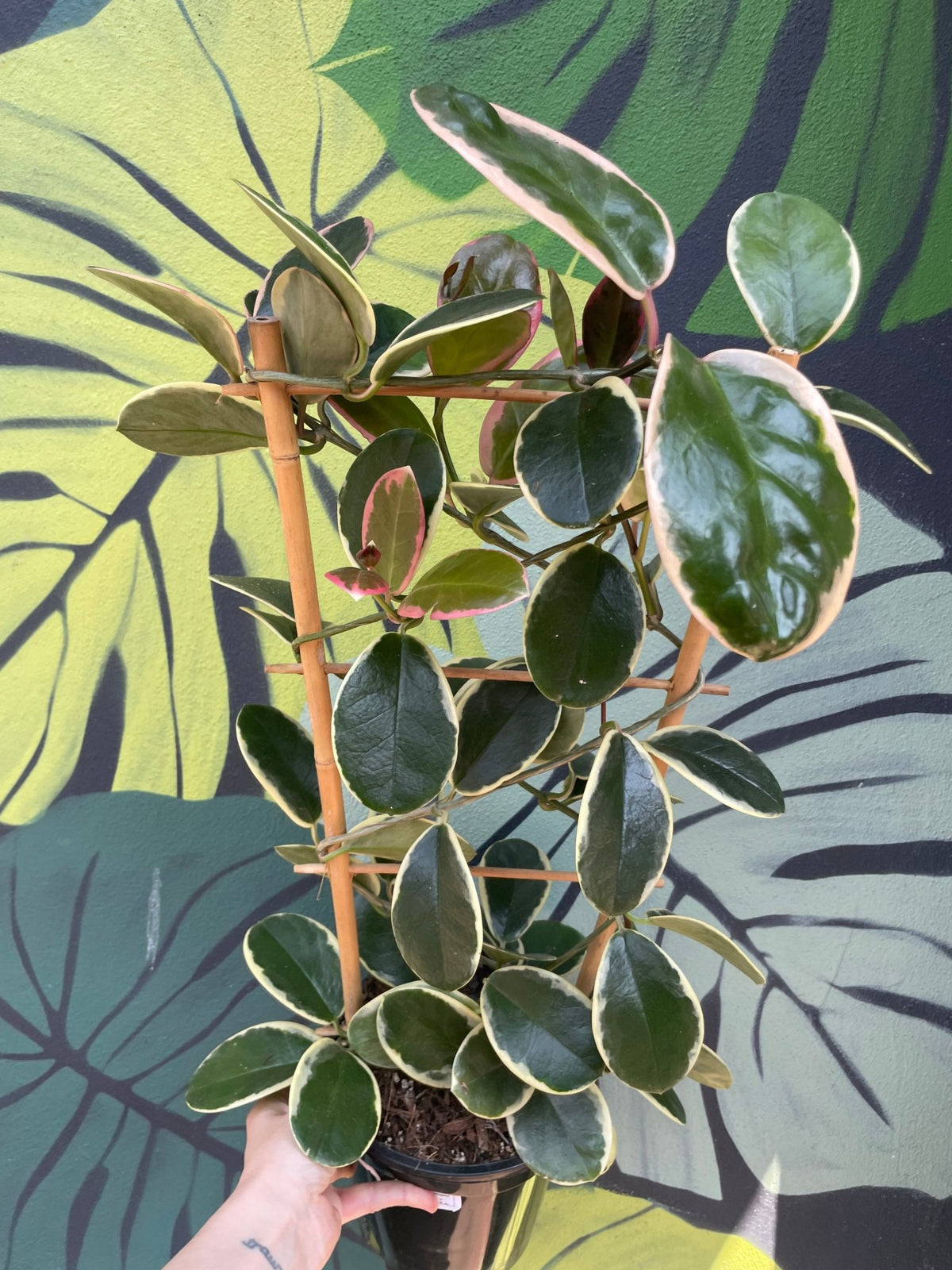 Hoya australis 'Blondie' - SGP Garden Ltd