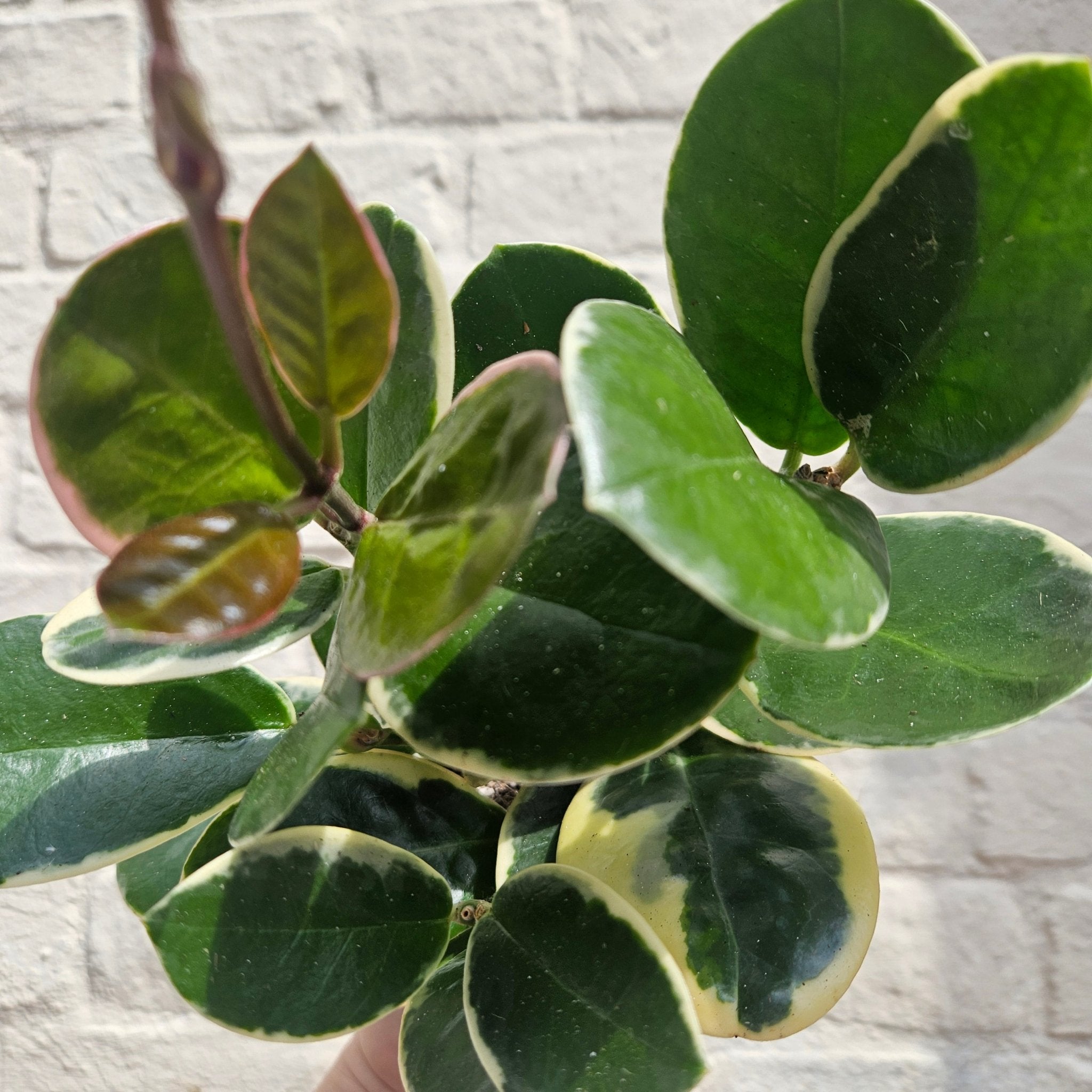 Hoya australis 'Blondie' - SGP Garden Ltd