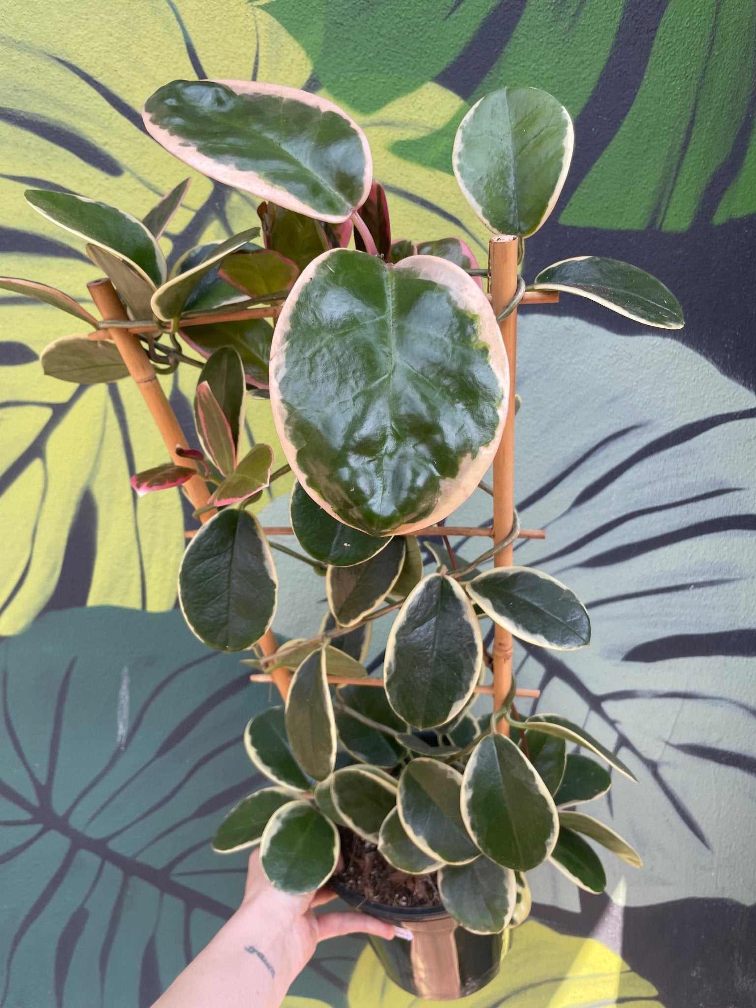 Hoya australis 'Blondie' - SGP Garden Ltd