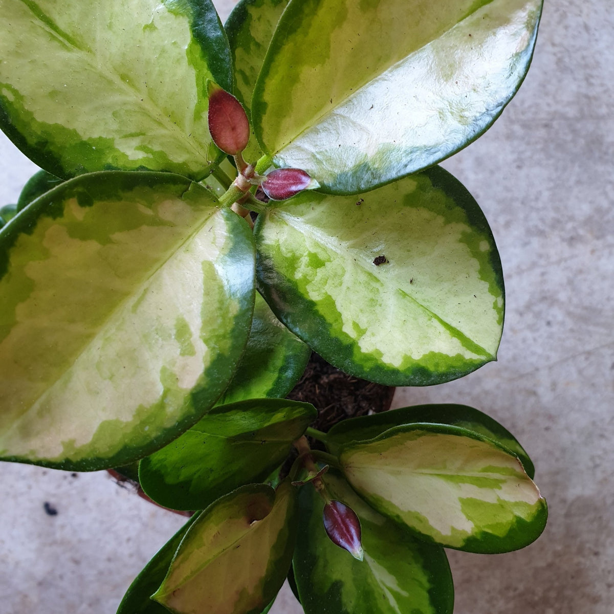 Hoya australis 'Lisa' - SGP Garden Ltd