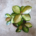 Hoya australis 'Lisa' - SGP Garden Ltd