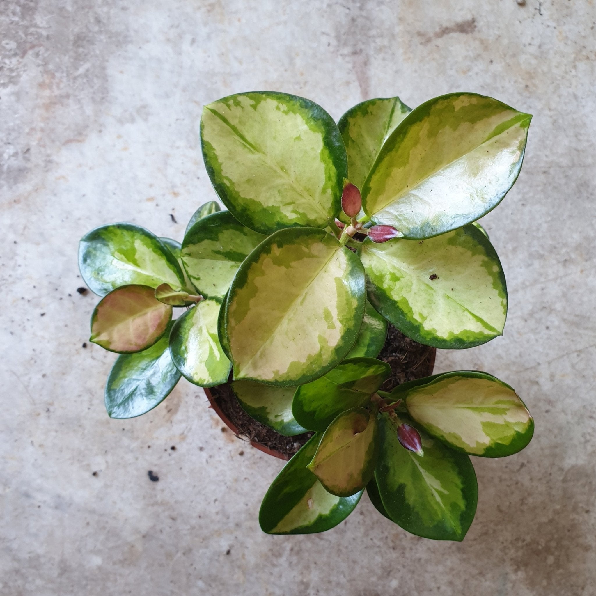 Hoya australis 'Lisa' - SGP Garden Ltd