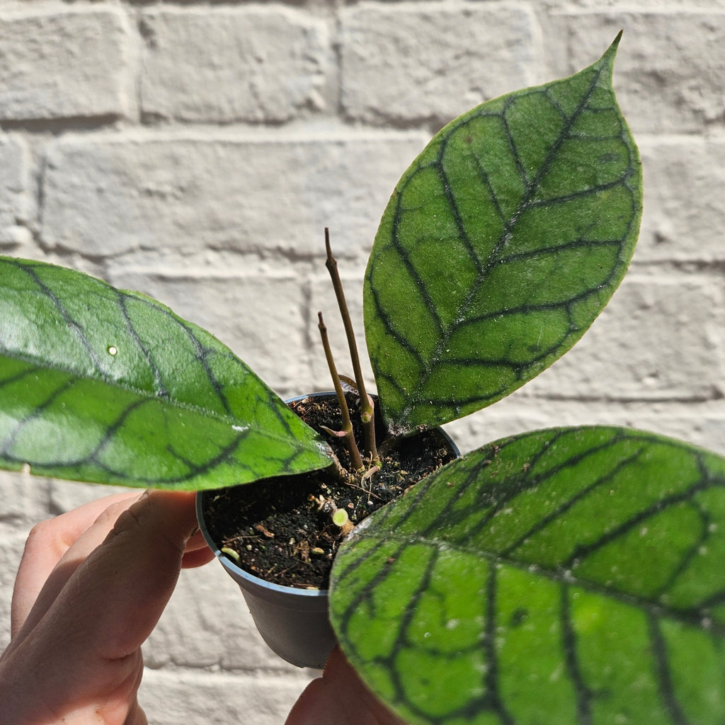Hoya callistophylla 'Sabah' - SGP Garden Ltd