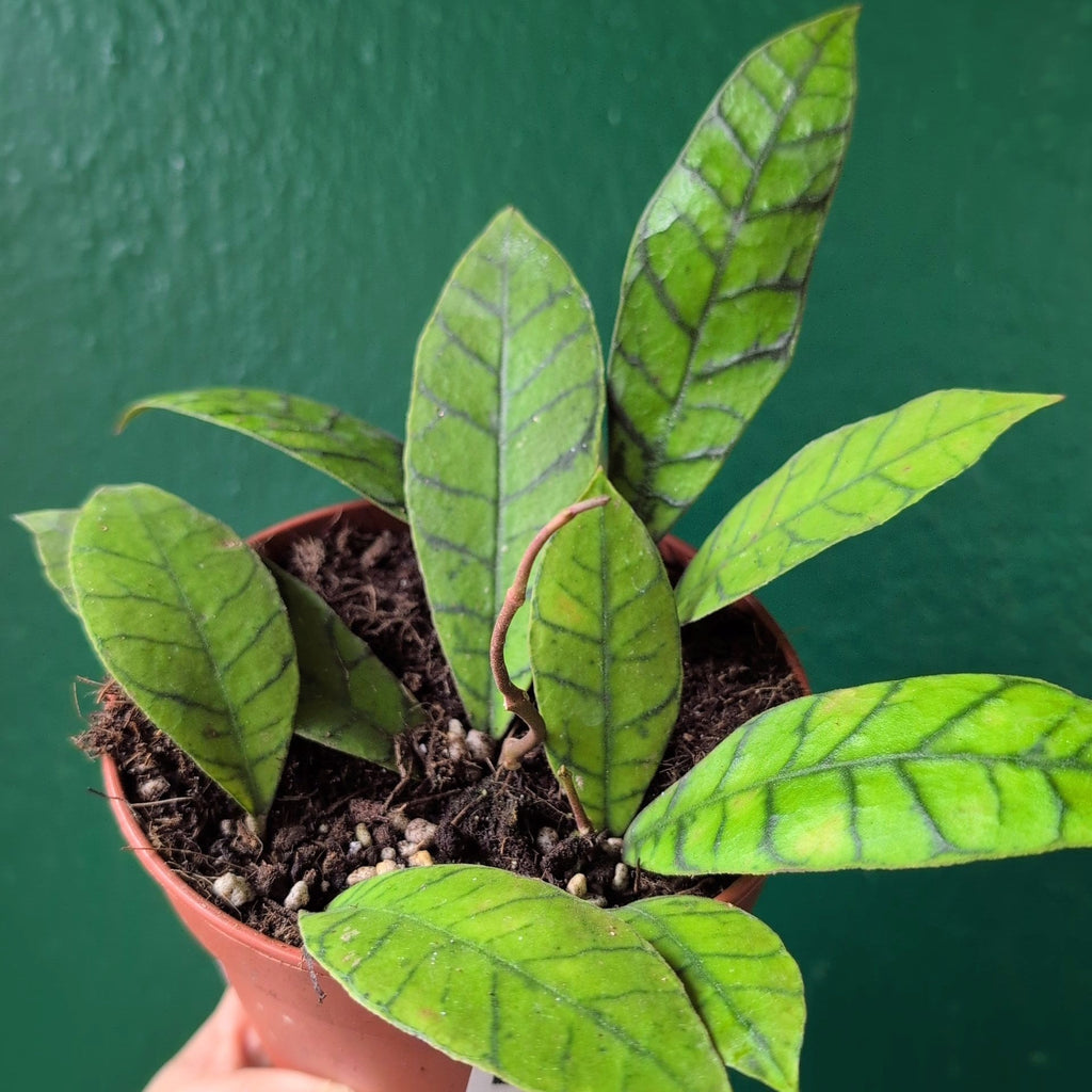 Hoya callistophylla 'Sabah' - SGP Garden Ltd