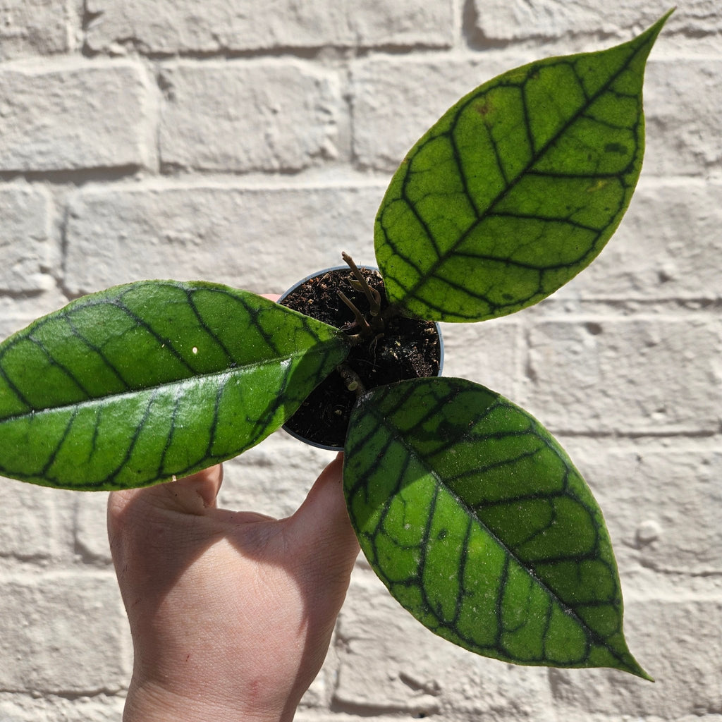 Hoya callistophylla 'Sabah' - SGP Garden Ltd