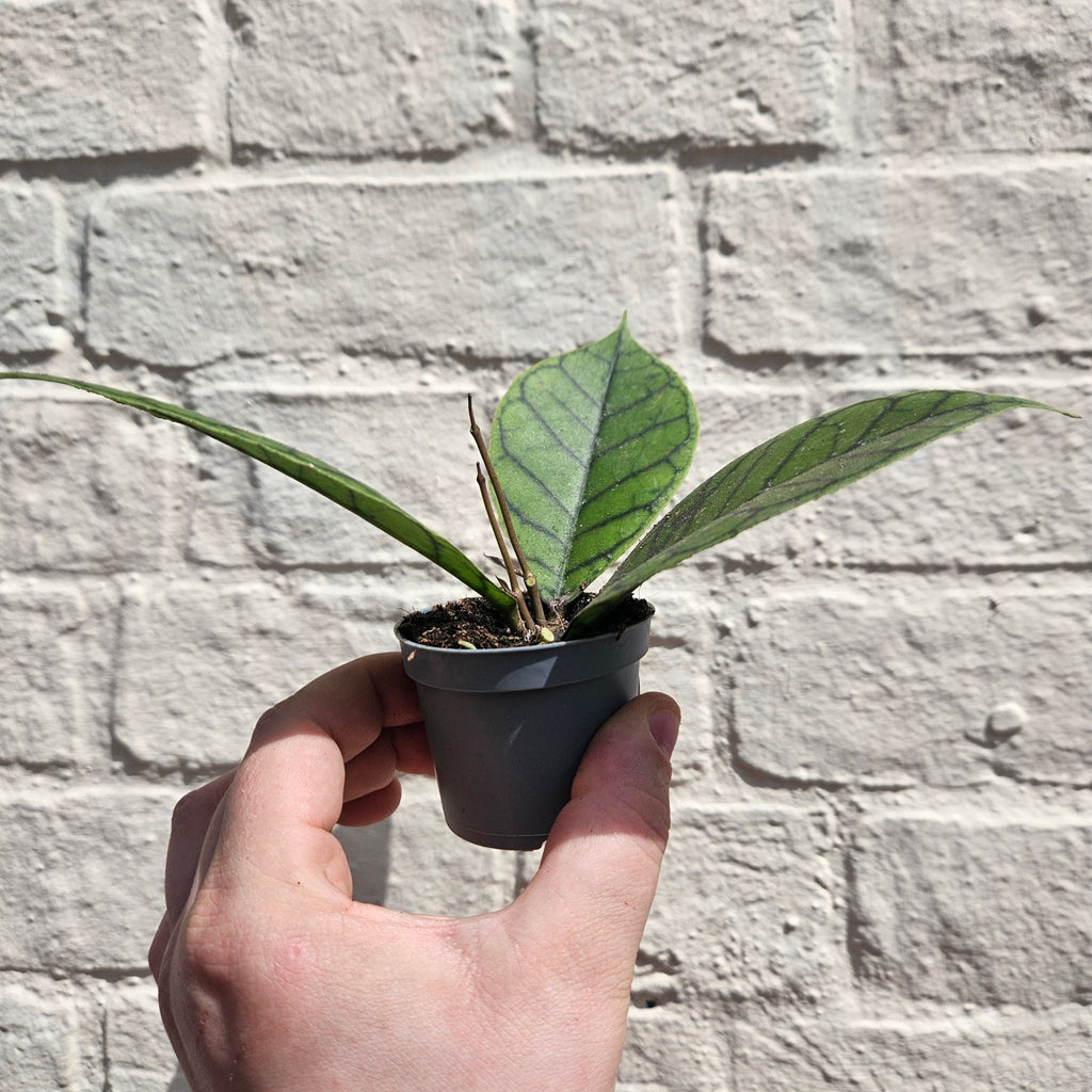 Hoya callistophylla 'Sabah' - SGP Garden Ltd