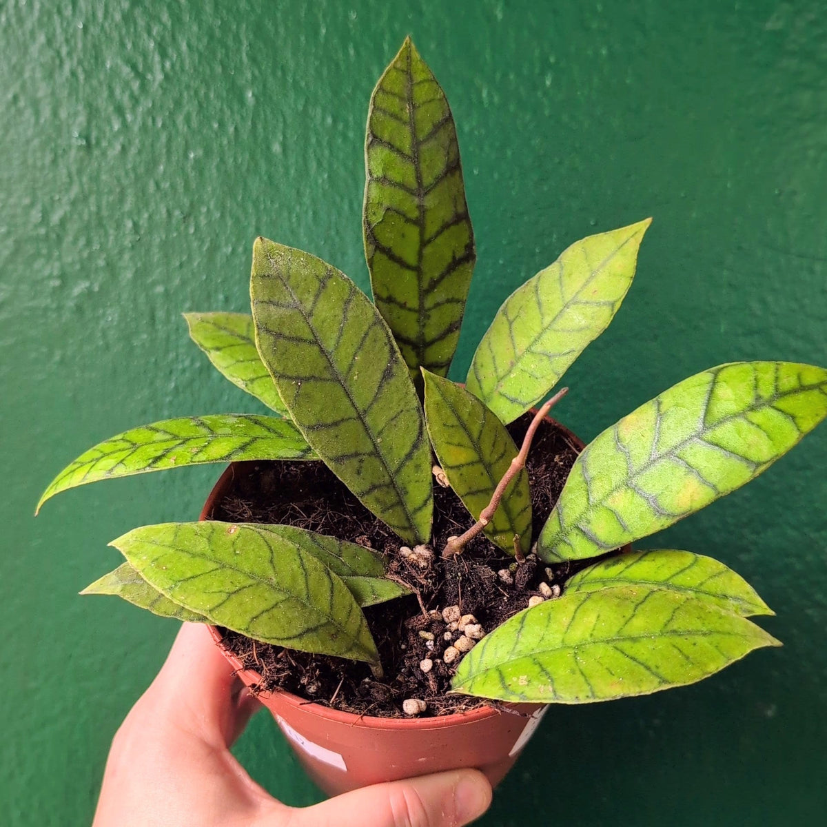 Hoya callistophylla 'Sabah' - SGP Garden Ltd