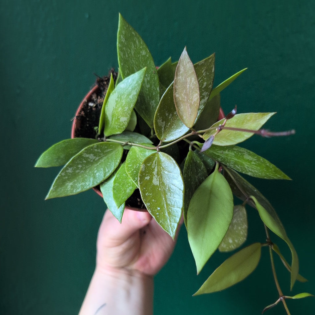 Hoya carnosa 'Gracilis' - SGP Garden Ltd