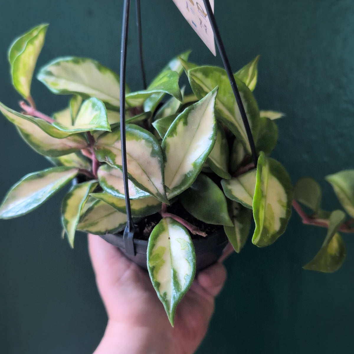 Hoya carnosa 'Tricolour' - SGP Garden Ltd