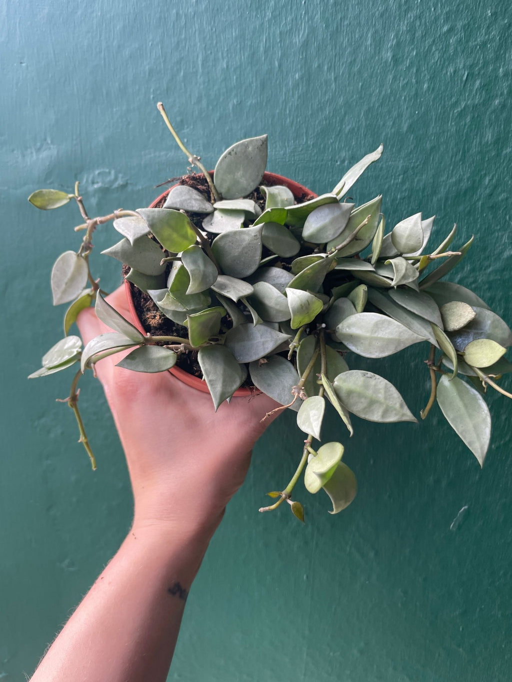 Hoya krohniana 'Silver Splash' - SGP Garden Ltd