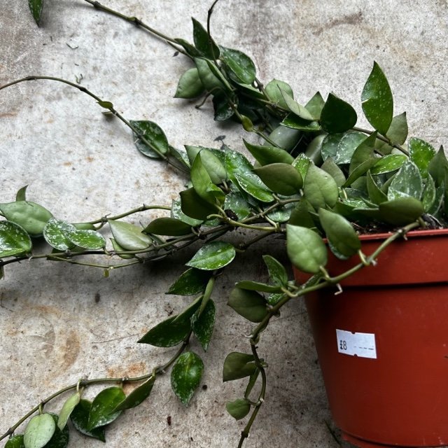 Hoya krohniana 'Splash' - SGP Garden Ltd