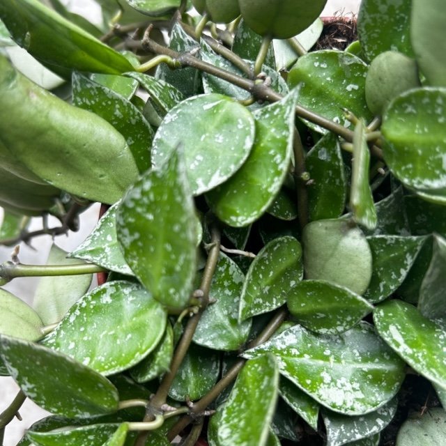 Hoya krohniana 'Splash' - SGP Garden Ltd