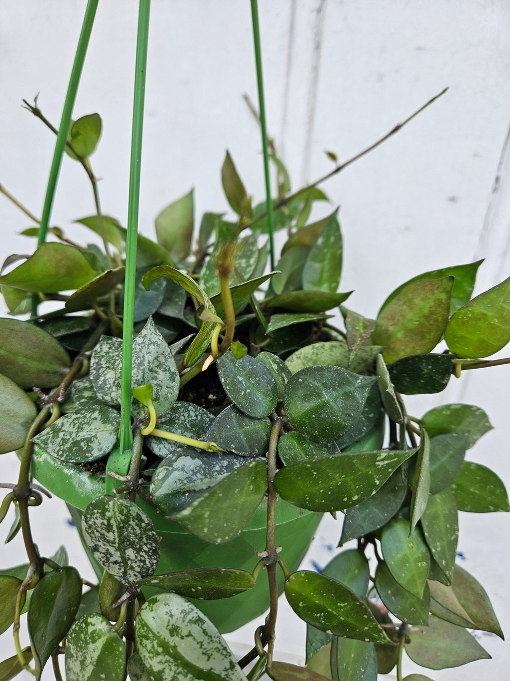 Hoya krohniana 'Splash' - SGP Garden Ltd
