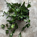 Hoya krohniana 'Splash' - SGP Garden Ltd