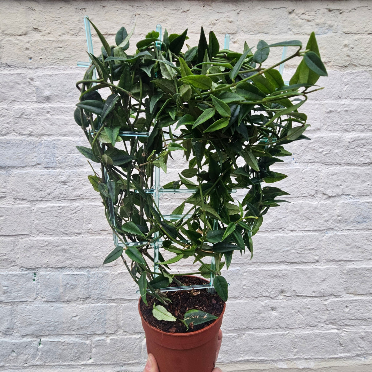 Hoya lanceolata 'Bella' - SGP Garden Ltd